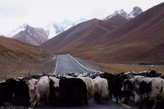 新疆独库公路将于6月5日正式开放通行!中国最美、最险峻的英雄公路,即将涌来大批人马!(图42) 新疆独库公路将于6月5日正式开放通行!中国最美、最险峻的英雄公路,即将涌来大批人马!(图42)