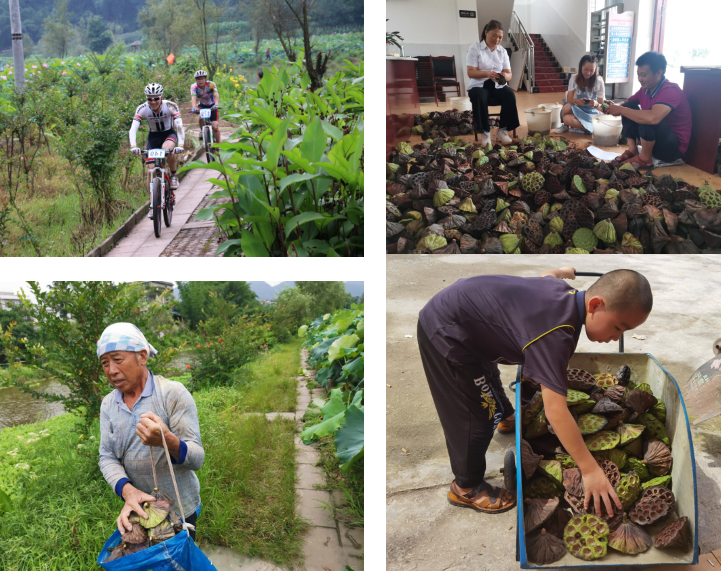 江安县大妙镇:以“荷”为媒,为村集体经济输血造能(图1) 江安县大妙镇:以“荷”为媒,为村集体经济输血造能(图1)