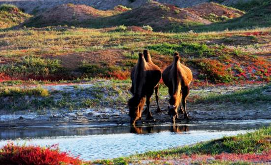 露营业态让喀纳斯环线全面升级(图11) image022.jpg